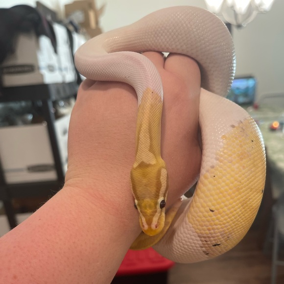 Meet your Posher, Tracie - Picture 7 of 9